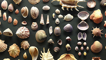 Shells_display_GNM_2017_00.jpg